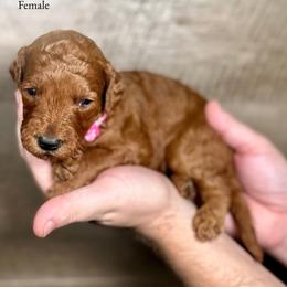 Kaye - Red  female Goldendoodle puppy in Abilene, Texas from Mesquite Kennels
