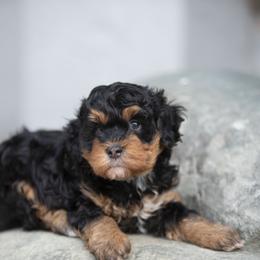 Molly - Phantom female Bernedoodle puppy in Seffner, Florida from Gold Diamond Pup