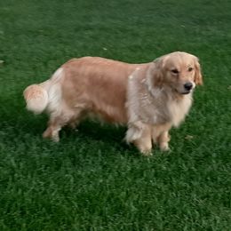 Millie - Golden Retriever