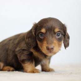 Quinton - Chocolate and tan male Dachshund puppy in Alto, Texas from Prima Dachshunds