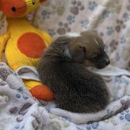 Male 1 Sable Bluie with Strip - Blue male Pembroke Welsh Corgi puppy in Moundville, Alabama from Cartee Corgis - Debi Cartee Mills