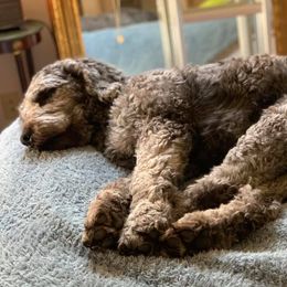 Goldendoodles from Goldendoodle Savanah