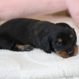 Bonnie - Black and cream female Dachshund puppy in Jurupa Valley, California from Divine Doxies