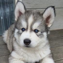 Gaston - Black and white male Siberian Husky puppy in Auburn, Washington from Black Diamond Siberian Huskies