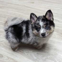 Pomsky Puppies from Wolfpack Pomskies