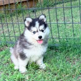 Pia boy - Black and white male Pomsky puppy in Enid, Oklahoma from Mile Hi Pomskies
