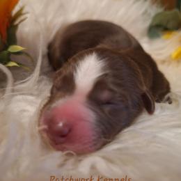 MAPLE - Red tri-color female Australian Shepherd puppy in Salem, Arkansas from Patchwork Kennels