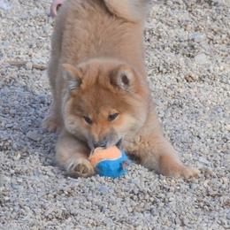 Shiba Inu and Yorkshire Terrier Puppies from Royal Kennels