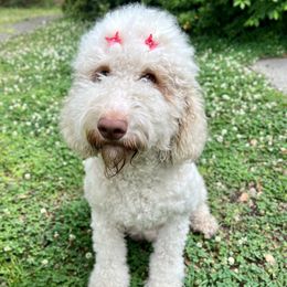Butter - Goldendoodle