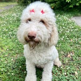 Butter - Goldendoodle