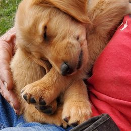 Goldendoodles and Golden Retrievers from Western States Golden Retrievers and Goldendoodles
