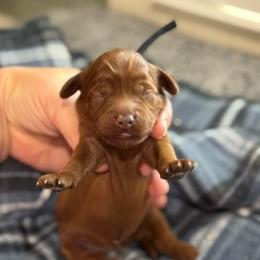 Skip - Red  male Goldendoodle puppy in Wharton, Texas from Little Fur Friends