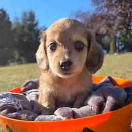 Buttercup - Cream female Dachshund puppy in Yacolt, Washington from Cassiopeia Doxies