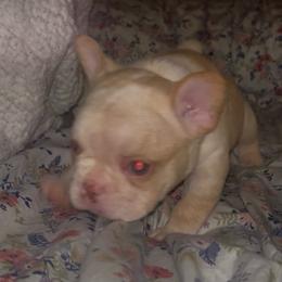 Orange collar - Cream male French Bulldog puppy in Roland, Oklahoma from Ruff it up frenchies