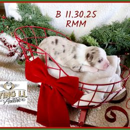 Urban - Red merle male Miniature Australian Shepherd puppy in Madisonville, Texas from Flying LL Aussies