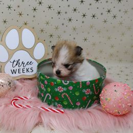 Petunia - Cream sable parti female Pomeranian puppy in Concord, California from Eelan’s Poms