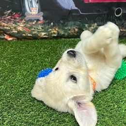 Cavalier King Charles Spaniels, Golden Retrievers, and Schnoodles from Fluffy Buttz