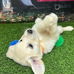 Cavalier King Charles Spaniels, Golden Retrievers, and Schnoodles from Fluffy Buttz
