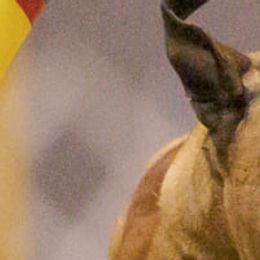 Bullmastiffs from Bullmastiffs