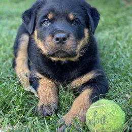 Rottweiler Puppies from Happy Rottweilers