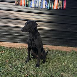 Labrador Retriever All Grown Up from Prairie State Labs