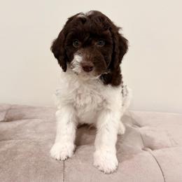 Parker - Brown and white male Aussiedoodle puppy in Allen, Texas from Calena’s Doodles
