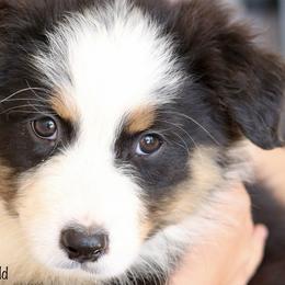 Frosting - Black tri-color Australian Shepherd puppy in Hurricane, Utah from Coral Sun Aussies