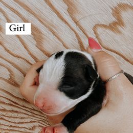 Girl 3 - Italian Greyhound puppy in Waianae, Hawaii from Makanalani Yorkies and Iggys