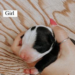 Girl 3 - Italian Greyhound puppy in Waianae, Hawaii from Makanalani Yorkies and Iggys