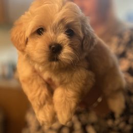 Shih Tzu Puppies from The Lion dog Shih Tzu