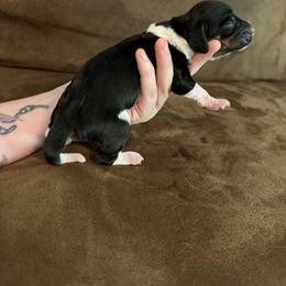 Blanche - Black white and tan female Basset Hound puppy in Letcher, Kentucky from Hackers Appalachian Basset Hounds