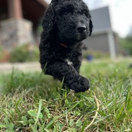 Saint Berdoodle Puppies from Highland Ridge Doodles