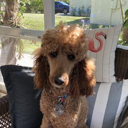 Royal - Poodle