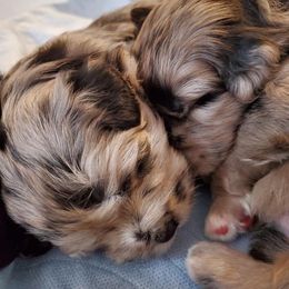 Pyrenean Shepherd Puppies from La Rive Pyr Sheps LLC