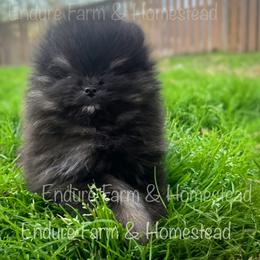 Pistachio - Black and tan male Pomeranian puppy in Plantersville, Texas from Endure Farm Inc