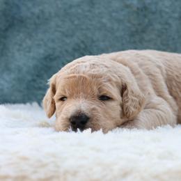 Nova - Apricot female Goldendoodle puppy in Cherry Creek, New York from Doodles Pups of NY