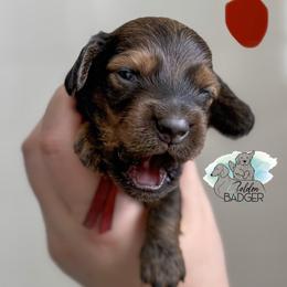 Red Collar - Red male Dachshund puppy in Cheyenne, Wyoming from Golden Badger Kennels