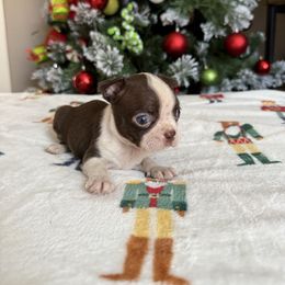 Birdie - Red female Boston Terrier puppy in Kentucky from Graceful Paws