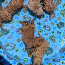 Goldendoodle Puppies from Lu Doodles