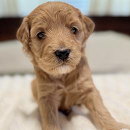 Aurora - Apricot female Goldendoodle puppy in Twin Falls, Idaho from Magic Valley Family Doodles