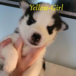 Yellow.girl - Black and white female Siberian Husky puppy in Willoughby, Ohio from WolfPackk