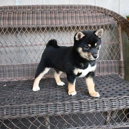 Girl 1 - female Shiba Inu puppy in Arcola, Illinois from Highline Puppies