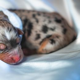 Girl 2 - Miniature Australian Shepherd puppy in Dayton, Texas from Salty LeBlanc Aussies