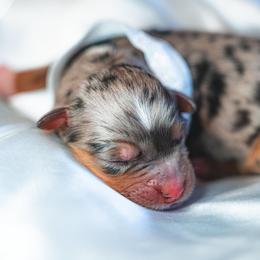 Girl 2 - Miniature Australian Shepherd puppy in Dayton, Texas from Salty LeBlanc Aussies