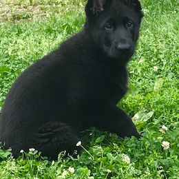 German Shepherd Puppies from Vom Goodchris German Shepherds
