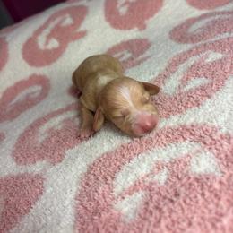 Sammy - Cream male Dachshund puppy in Lake City, Florida from My Ditzy Doxies of Florida