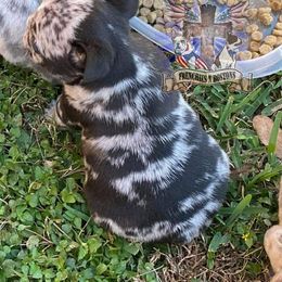 Boston Terrier and French Bulldog Puppies from Freedom Bostons