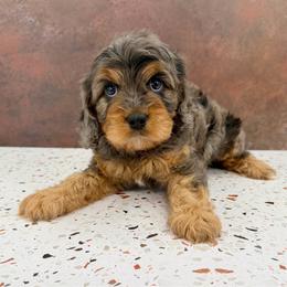 Erling - Black and tan male Cavapoo puppy in Beresford, South Dakota from DAKOTA DOOD RANCH