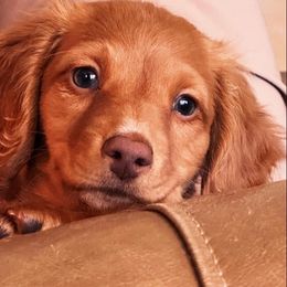 Dachshund and Miniature Schnauzer Puppies from The Bossy Doxie Farm