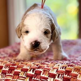 Orange Collar - Apricot male Australian Labradoodle puppy in Coeur D'alene, Idaho from Lake City Labradoodles